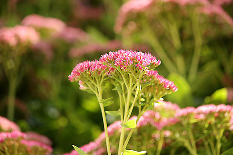 Showy stonecrop  Geotagged,Hylotelephium spectabile,The Netherlands,showy stonecrop