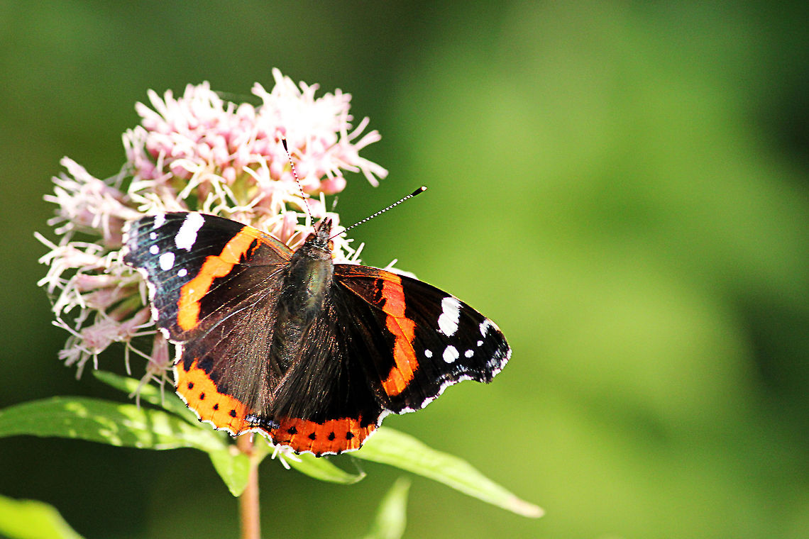 Red Admiral  Geotagged,Red Admiral,The Netherlands,Vanessa atalanta