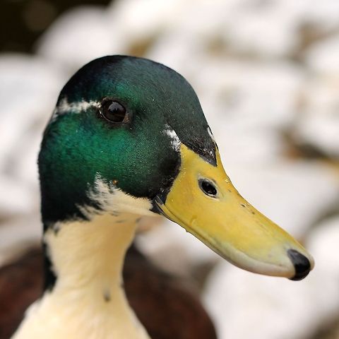 Dabbling duck  Anas platyrhynchos,Geotagged,Mallard,The Netherlands