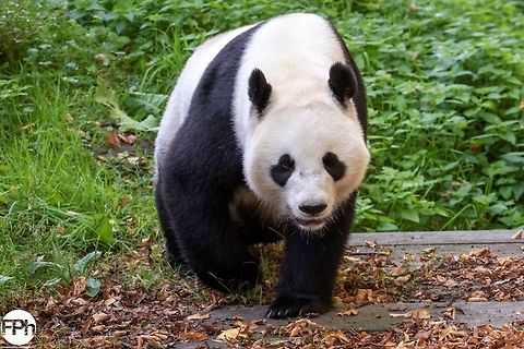 Giant Panda Giant panda, Ouwehands Dierenpark, Rhenen, Netherlands, 2018 2018,Ailuropoda melanoleuca,Dierenpark,Fall,Geotagged,Giant,Giant panda,Netherlands,Ouwehands,Rhenen,panda