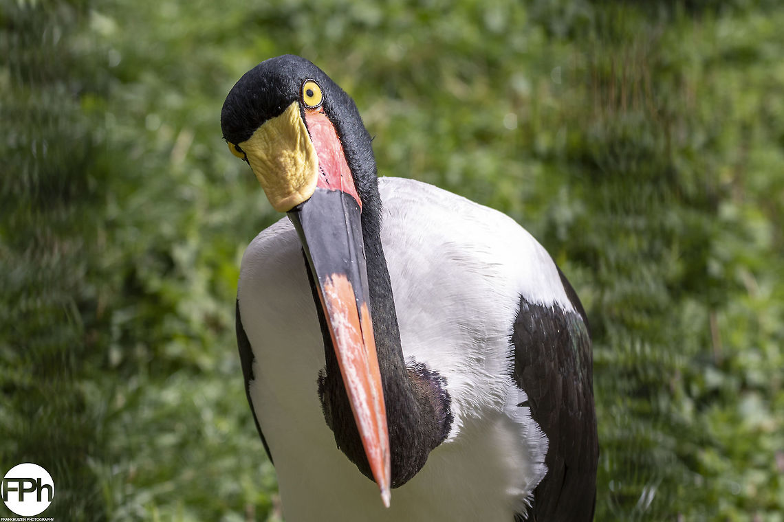 Saddle-billed stork Saddle-billed stork, Ouwehands Dierenpark, Rhenen, Netherlands, 2018 2018,Dierenpark,Ephippiorhynchus senegalensis,Fall,Geotagged,Netherlands,Ouwehands,Rhenen,Saddle-billed,Saddle-billed Stork,stork