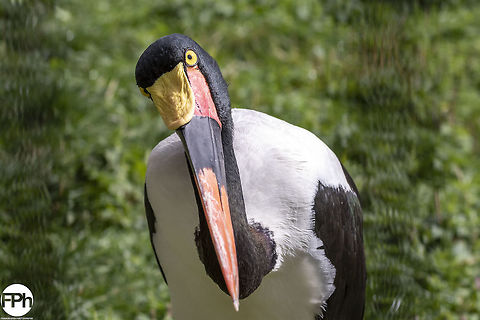 Saddle-billed stork Saddle-billed stork, Ouwehands Dierenpark, Rhenen, Netherlands, 2018 2018,Dierenpark,Ephippiorhynchus senegalensis,Fall,Geotagged,Netherlands,Ouwehands,Rhenen,Saddle-billed,Saddle-billed Stork,stork