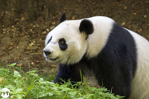 Giant Panda Giant, panda, Ouwehands, Dierenpark, Rhenen, Netherlands, 2018 2018,Ailuropoda melanoleuca,Dierenpark,Fall,Geotagged,Giant panda,Netherlands,Ouwehands,Rhenen