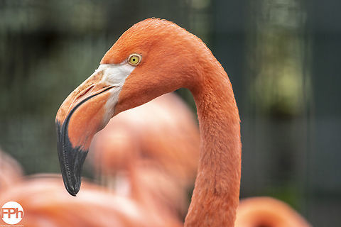 American flamingo American flamingo, Ouwehands Dierenpark, Rhenen, Netherlands, 2018 2018,American,American Flamingo,Dierenpark,Fall,Geotagged,Netherlands,Ouwehands,Phoenicopterus ruber,Rhenen,flamingo