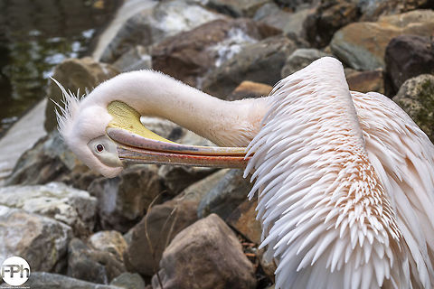 Great white pelican Great white pelican, Ouwehands Dierenpark, Rhenen, Netherlands, 2018 2018,Dierenpark,Fall,Geotagged,Great,Great white pelican,Netherlands,Ouwehands,Pelecanus onocrotalus,Rhenen,pelican,pelikaan,roze,white