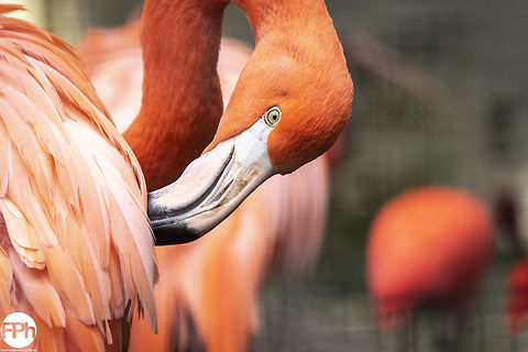 American flamingo American flamingo, Ouwehands Dierenpark, Rhenen, Netherlands, 2018 2018,American,American Flamingo,Dierenpark,Fall,Geotagged,Netherlands,Ouwehands,Phoenicopterus ruber,Rhenen,flamingo