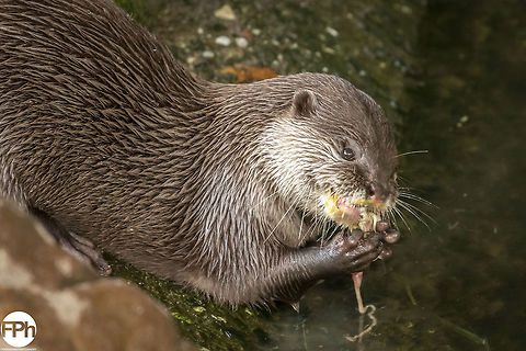 Asian small-clawed otter Asian small-clawed otter, Ouwehands Dierenpark, Rhenen, Netherlands, 2018 2018,Amblonyx,Amblonyx cinerea,Aonyx,Aonyx cinerea,Asian,Asian small-clawed otter,Dierenpark,Fall,Geotagged,Netherlands,Oriental small-clawed otter,Ouwehands,Rhenen,cinereus,dwergotter,kleinklauwotter,otter,sero,small-clawed
