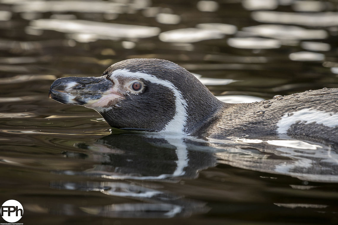 Humboldt penguin Humboldt penguin, Ouwehands Dierenpark, Rhenen, Netherlands, 2018 Fall,Geotagged,Humboldt,Humboldt Penguin,Humboldtpinguïn,Netherlands,Peruvian,Rhenen,Spheniscus,Spheniscus humboldti,humboldti,patranca,penguin