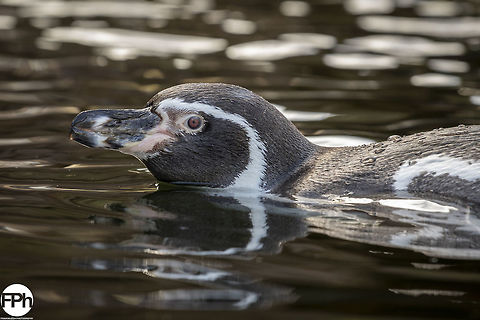 Humboldt penguin Humboldt penguin, Ouwehands Dierenpark, Rhenen, Netherlands, 2018 Fall,Geotagged,Humboldt,Humboldt Penguin,Humboldtpinguïn,Netherlands,Peruvian,Rhenen,Spheniscus,Spheniscus humboldti,humboldti,patranca,penguin