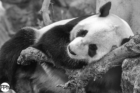 Sleeping Beauty Giant panda, Ouwehands Dierenpark, Rhenen, Netherlands, 2018 2018,Ailuropoda melanoleuca,Beauty,Dierenpark,Fall,Geotagged,Giant,Giant panda,Netherlands,Ouwehands,Rhenen,Sleeping,grote,panda,zeuze