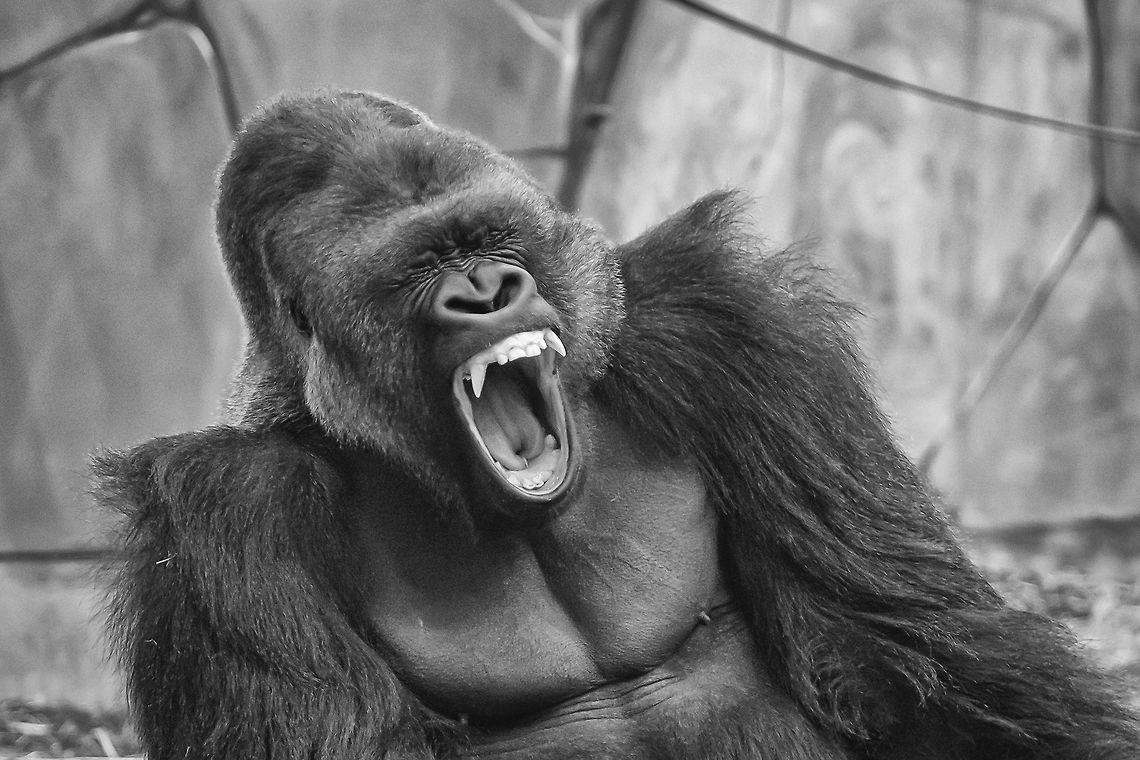 Western lowland gorilla  Fall,Geotagged,Gorilla gorilla gorilla,Netherlands,Western lowland gorilla