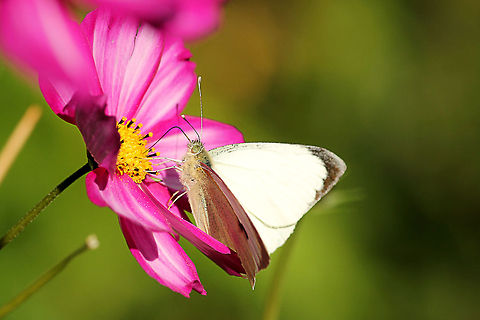Cabbage White  Geotagged,Pieris brassicae,The Netherlands