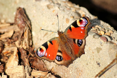 European Peacock  European Peacock,Geotagged,Inachis io,The Netherlands