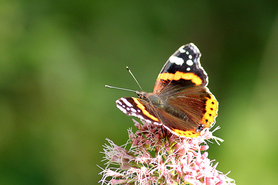Red Admiral  Geotagged,Red Admiral,The Netherlands,Vanessa atalanta