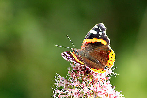 Red Admiral  Geotagged,Red Admiral,The Netherlands,Vanessa atalanta