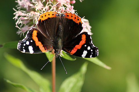 Red Admiral butterfly  Geotagged,Red Admiral,The Netherlands,Vanessa atalanta
