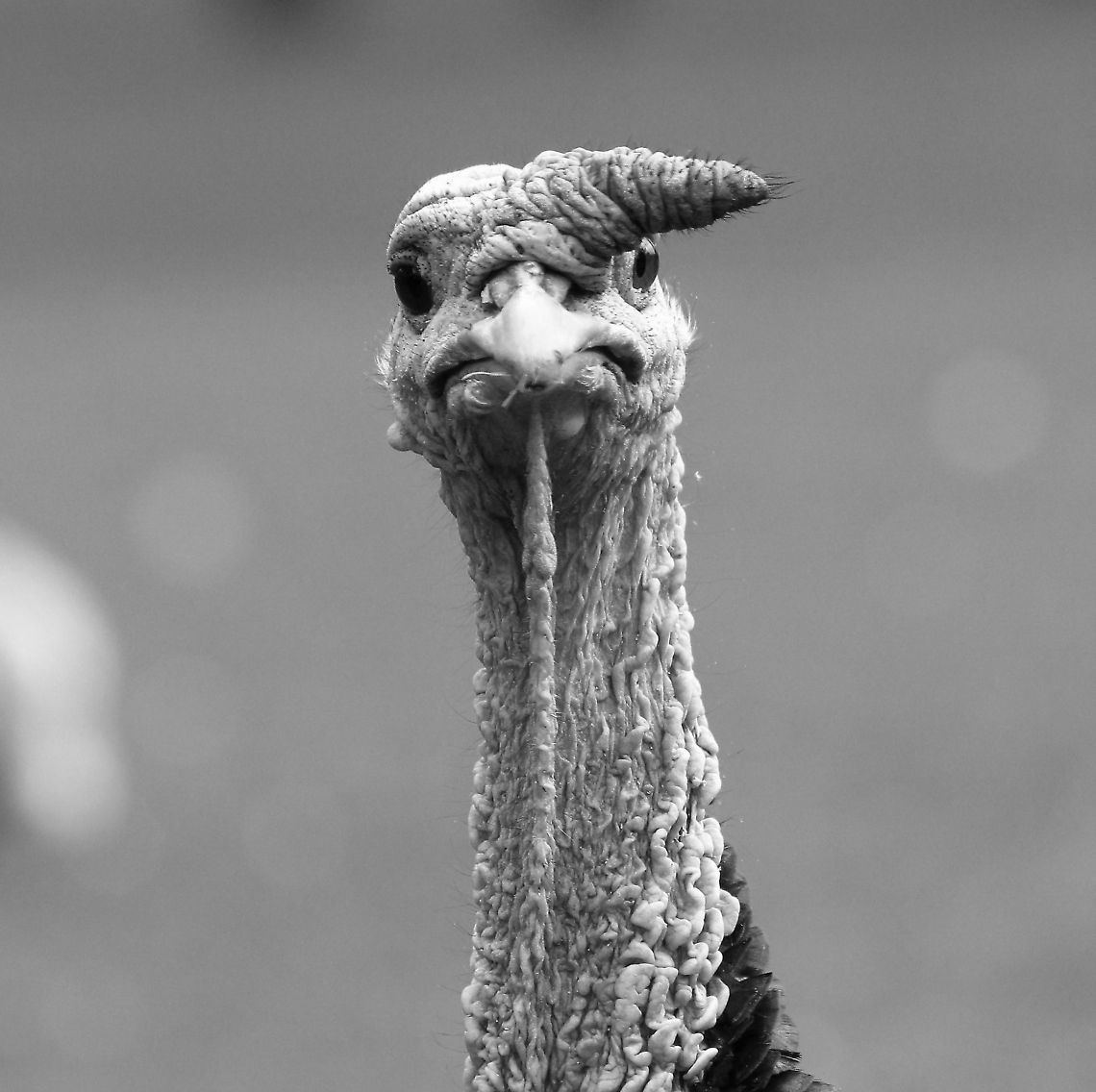 Headstudy Turkey  Geotagged,Meleagris gallopavo,The Netherlands,Wild Turkey,black and white