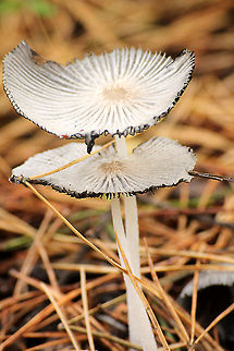 White fungi: Coprinopsis lagopus  Coprinopsis lagopus,Geotagged,The Netherlands