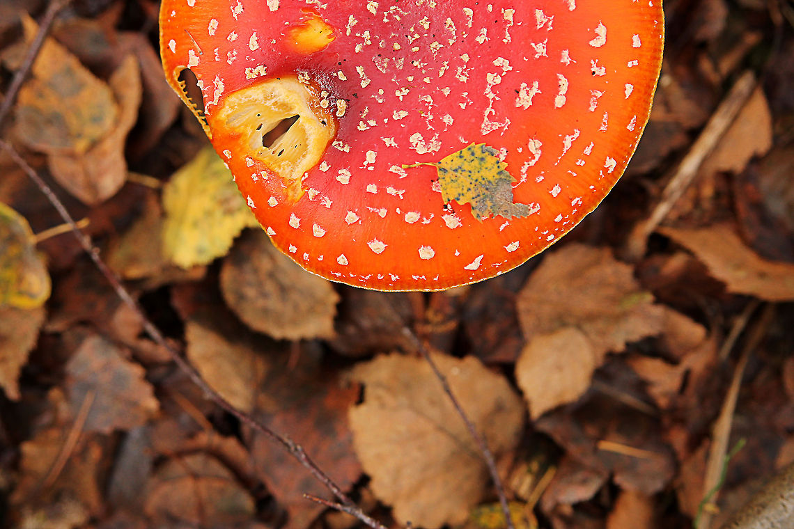 Fly agaric  Amanita muscaria,Fly agaric,Geotagged,The Netherlands
