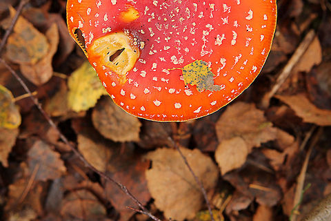 Fly agaric  Amanita muscaria,Fly agaric,Geotagged,The Netherlands