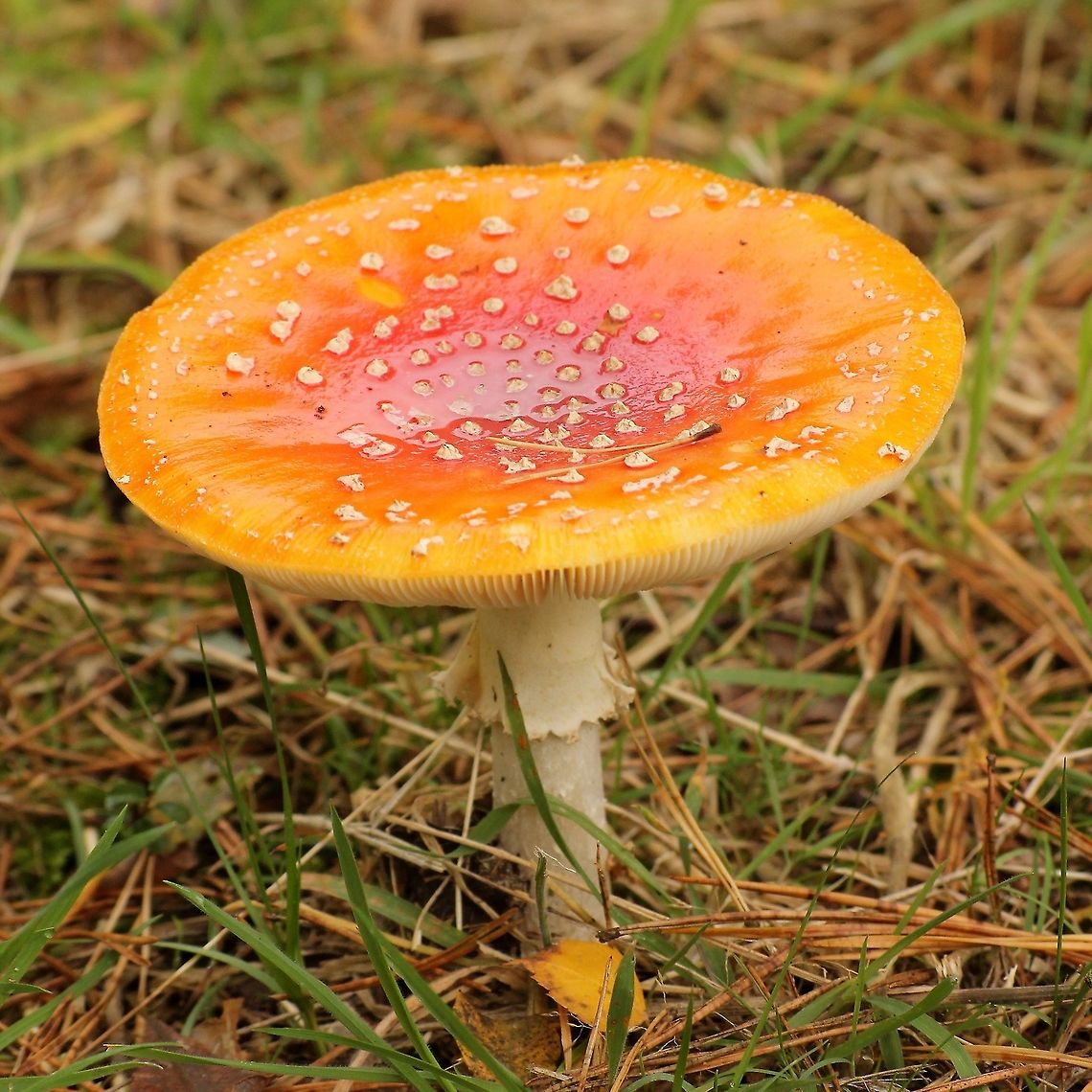 Fly amanita  Amanita muscaria,Fly agaric,Geotagged,The Netherlands