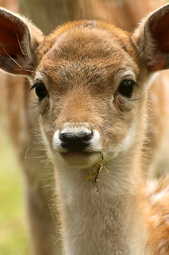 Bambi Mom? Dama dama,Fallow Deer,Geotagged,The Netherlands