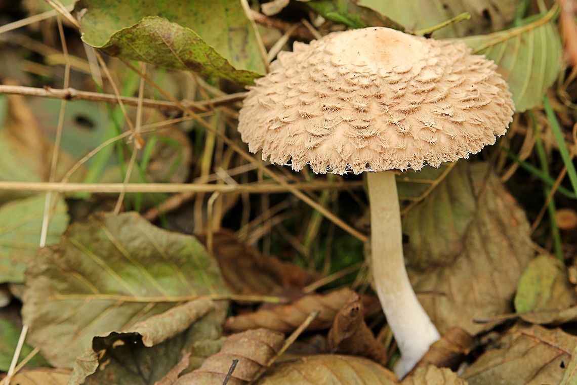 Fluffy Mushroom  Belgium,Geotagged,Macrolepiota procera,Parasol mushroom