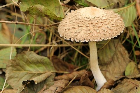 Fluffy Mushroom  Belgium,Geotagged,Macrolepiota procera,Parasol mushroom