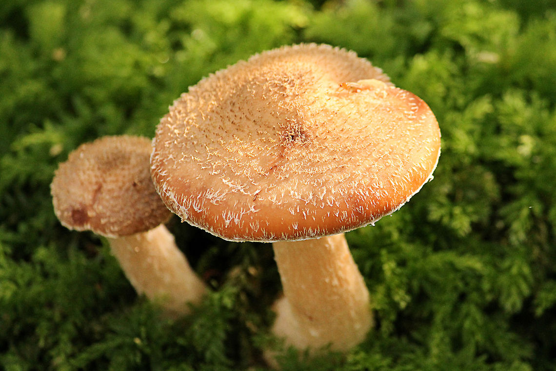 Mushrooms in moss  Belgium,Geotagged,fungi,mushroom