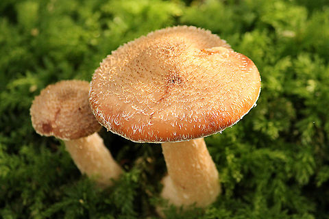 Mushrooms in moss  Belgium,Geotagged,fungi,mushroom