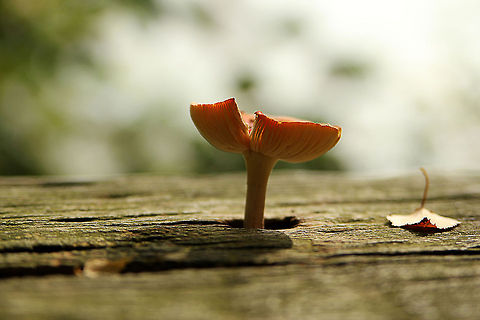 Fly agaric enjoying the sun on a outdoor bench  Amanita muscaria,Belgium,Fly agaric,Geotagged