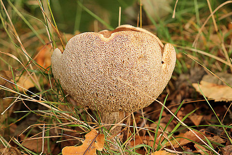 Spongy mushroom  Belgium,Geotagged,fungi,mushroom