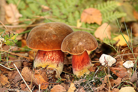 Red brown mushrooms  Belgium,Geotagged,fungi,mushroom