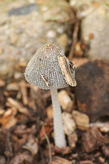 Coprinopsis lagopus In Dutch: Hazepootje Coprinopsis lagopus,Geotagged,The Netherlands