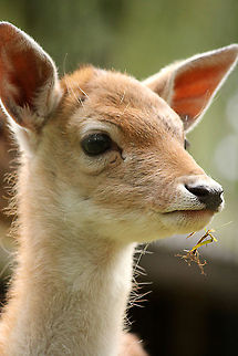 Fallow deer  Dama dama,Fallow Deer,Geotagged,The Netherlands