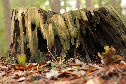 Decay of a tree trunk  English oak,Geotagged,Quercus robur,The Netherlands