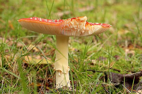 Poisonous Fly agaric  Amanita muscaria,Fly agaric,Geotagged,The Netherlands