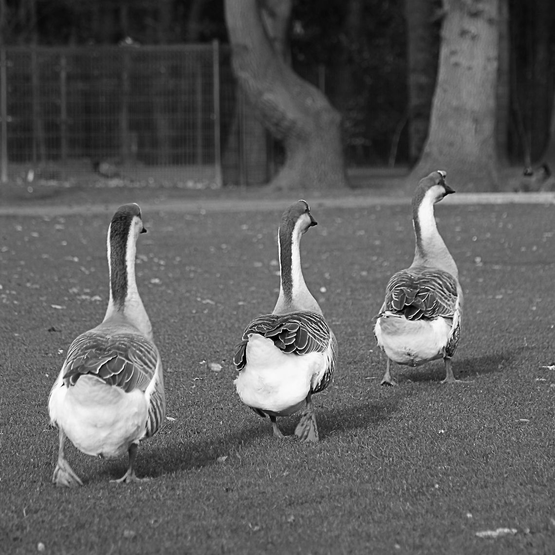 On the run  Anser cygnoides,Geotagged,Swan Goose,The Netherlands