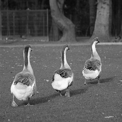 On the run  Anser cygnoides,Geotagged,Swan Goose,The Netherlands