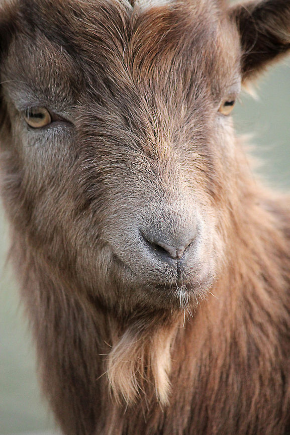 Goat  Capra aegagrus hircus,Domestic Goat,Geotagged,The Netherlands