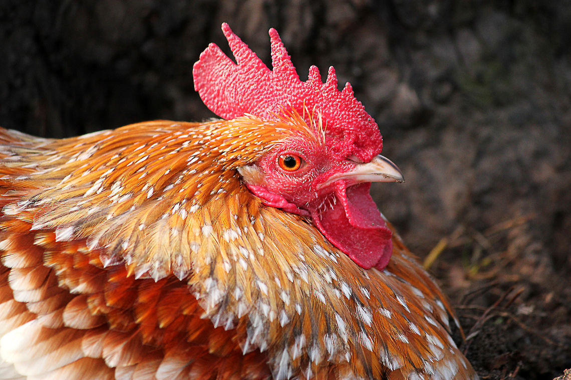 Rooster in the autumn sun  Chicken,Domestic Chicken,Gallus gallus,Gallus gallus var. domesticus,Geotagged,The Netherlands