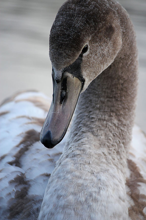 Young Swan  Cygnus olor,Geotagged,Mute Swan,The Netherlands