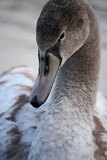 Young Swan  Cygnus olor,Geotagged,Mute Swan,The Netherlands