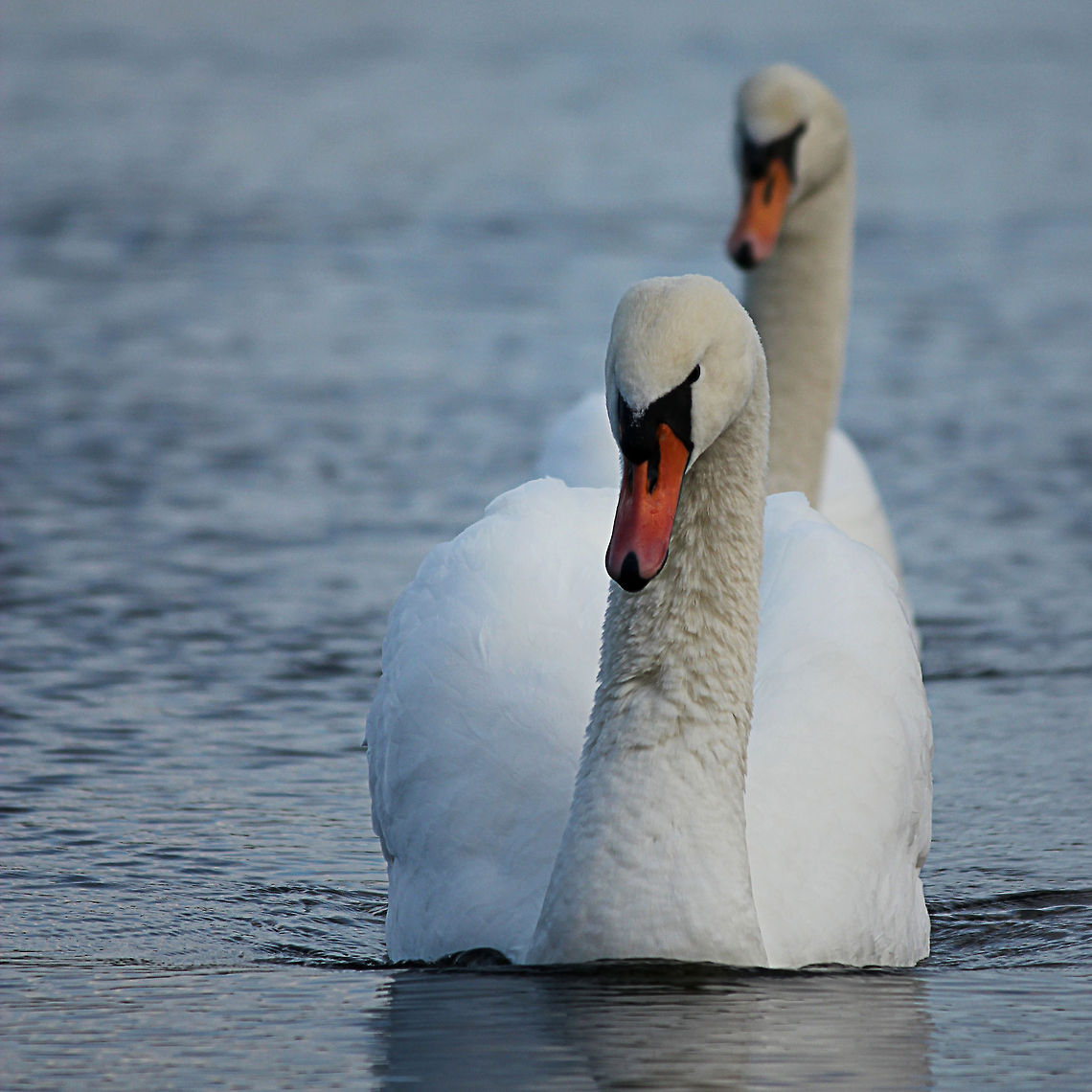 Swans  Cygnus olor,Geotagged,Mute Swan,The Netherlands