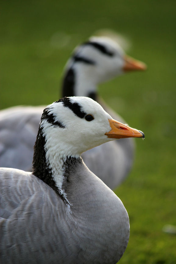 Bar-headed Goose  Anser indicus,Bar-headed Goose,Geotagged,The Netherlands