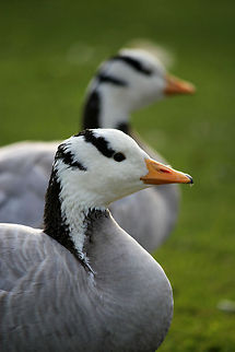 Bar-headed Goose  Anser indicus,Bar-headed Goose,Geotagged,The Netherlands