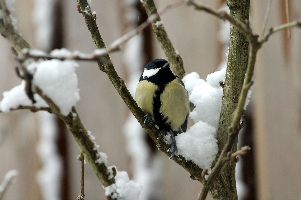 Great Tit in the snow  Geotagged,Great Tit,Parus major,The Netherlands