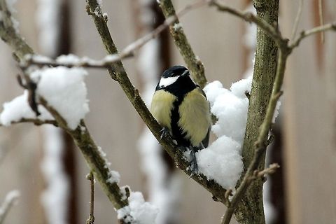 Great Tit in the snow  Geotagged,Great Tit,Parus major,The Netherlands
