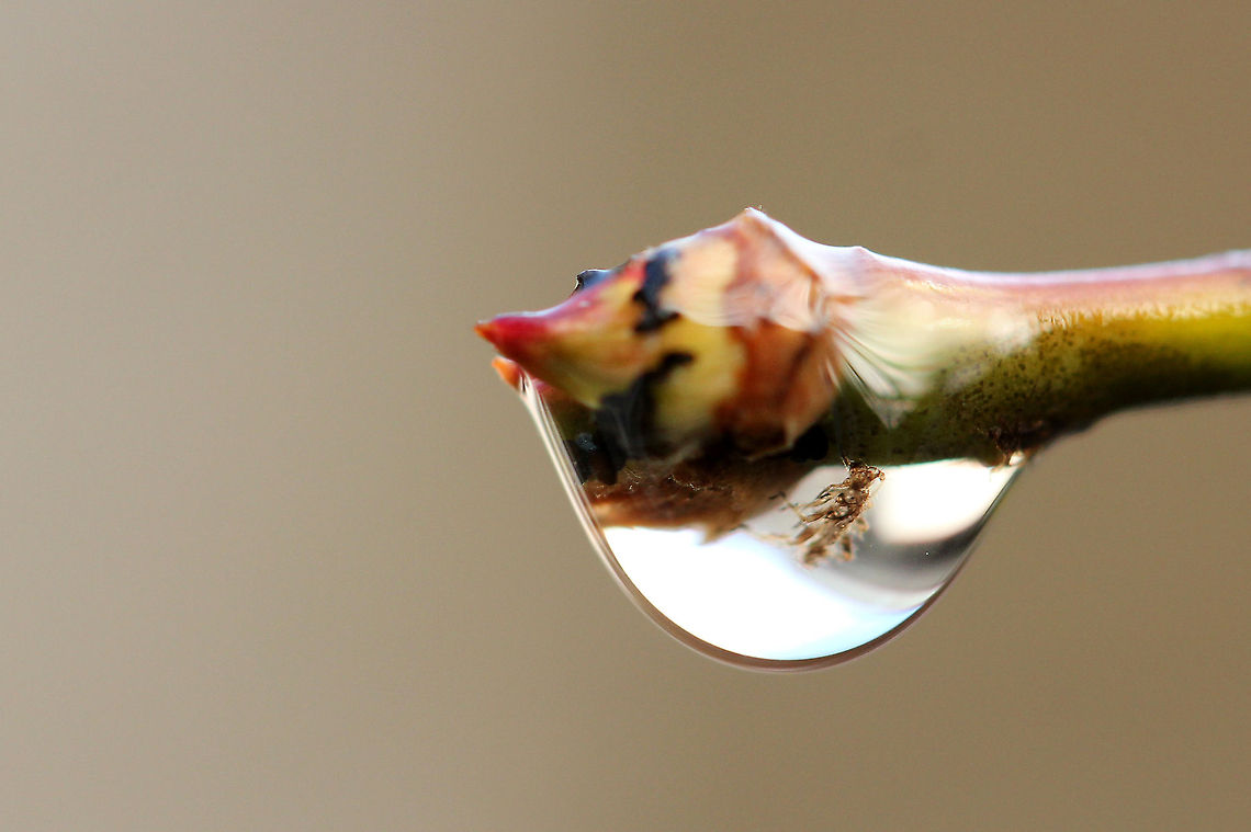 Small creature in waterdrop  Geotagged,The Netherlands