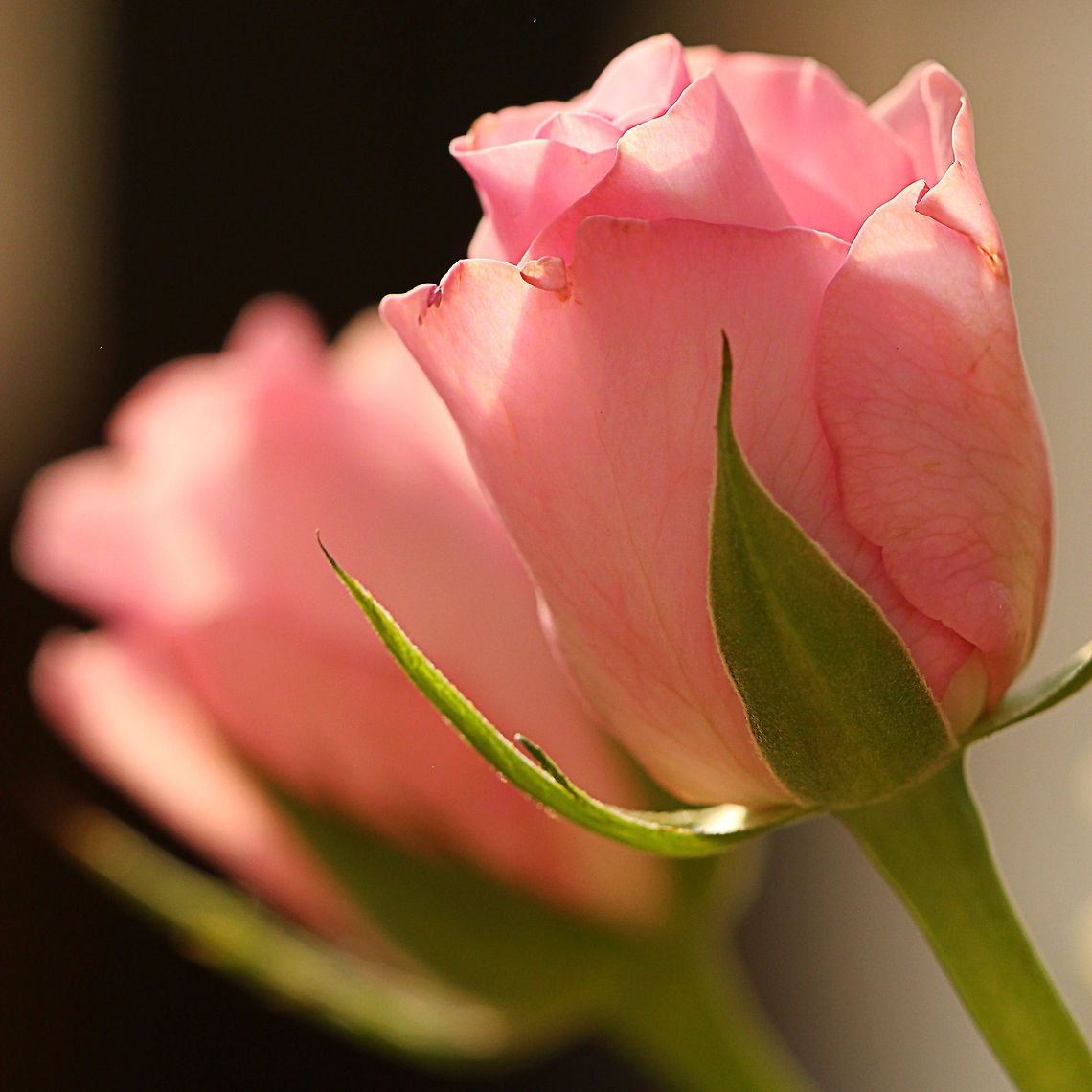 Happy Valentine's Day!  Geotagged,The Netherlands